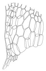 Calliergon richardsonii, alar cells. Drawn from C.J. Burrows s.n., Feb. 1971, CHR 343073.
 Image: R.C. Wagstaff © Landcare Research 2014 